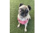 Adopt Woobie *special needs* a Pug