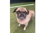 Adopt Suni *special needs* a Pug