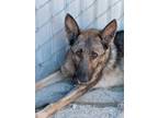 Adopt Brynn a German Shepherd Dog, Mixed Breed