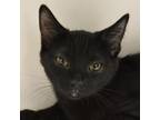 Adopt Eggplant a Domestic Short Hair