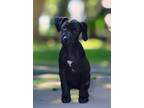 Adopt Puddle Plunger a Labrador Retriever, Terrier