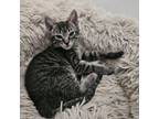Adopt Blackie a Domestic Short Hair