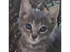 Adopt LG a Domestic Short Hair