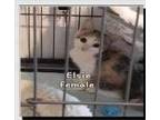 Adopt Elsie a Domestic Short Hair