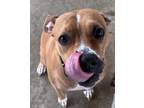 Adopt River a Terrier