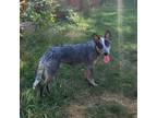 Adopt Toohey a Australian Cattle Dog / Blue Heeler