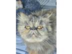 Adopt Dixie a Persian