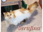 Adopt Serafina a Persian