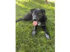 Adopt Black Olive a Labrador Retriever, Australian Cattle Dog / Blue Heeler