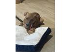Adopt Giselle G a Australian Cattle Dog / Blue Heeler