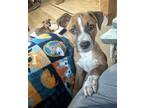 Adopt Grady G a Australian Cattle Dog / Blue Heeler