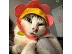 Adopt Geology a Domestic Short Hair