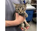 Adopt Mrs. Pac-Man a Domestic Short Hair