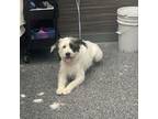 Adopt Orla a Wheaten Terrier