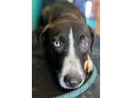 Adopt Seal a Terrier, Mixed Breed