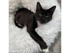 Adopt Mona a Domestic Short Hair
