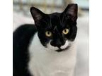 Adopt Akumu a Domestic Short Hair