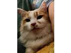 Adopt Bella a Turkish Angora