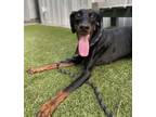 Adopt Dolly a Doberman Pinscher