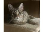Adopt Henrietta a Domestic Short Hair