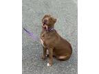 Adopt Bella a Labrador Retriever