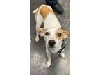 Adopt Debby a Terrier, Mixed Breed