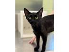 Adopt Teletubby a Domestic Short Hair