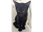 Adopt Secret a Domestic Short Hair