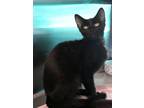 Adopt Tattletale a Domestic Short Hair