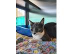 Adopt Puddin Pop a Domestic Short Hair
