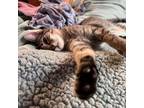 Adopt Dempsey Sanderson-ss a American Shorthair