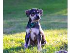 Adopt Angel a Terrier