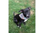 Adopt Cagney a Terrier