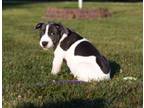 Adopt Amber a Terrier