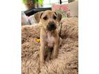 Adopt Abby a Terrier