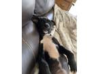 Adopt Lacey a Terrier