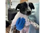 Adopt Ivy a Australian Cattle Dog / Blue Heeler