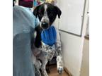 Adopt Bloo a Australian Cattle Dog / Blue Heeler