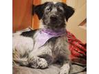 Adopt Bluey - Sweet Lady! Dog Friendly! $0 Adoption Fee! a Australian Cattle Dog