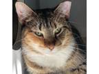 Adopt Barbara a Domestic Short Hair