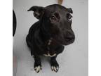 Adopt Evelyn a Border Collie, Husky