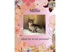 Adopt Millie a Domestic Short Hair