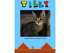 Adopt Tilly a Domestic Short Hair