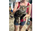 Adopt Kite Carya a Domestic Short Hair