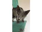 Adopt Blueberry Muffin a Abyssinian