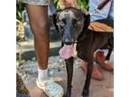 Adopt Missy Hound a English Coonhound