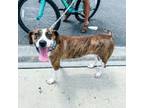 Adopt Snickerdoodle a English Coonhound