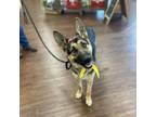 Adopt Roux (Tess) a German Shepherd Dog