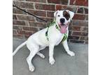 Adopt Boujee a Boxer, Mixed Breed