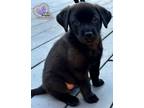 Adopt Alice - Homer Litter a Labrador Retriever, Mixed Breed
